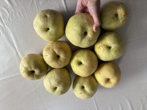 11月3日（月）祝　24日（月）祝2時まで診療17日（月）休み